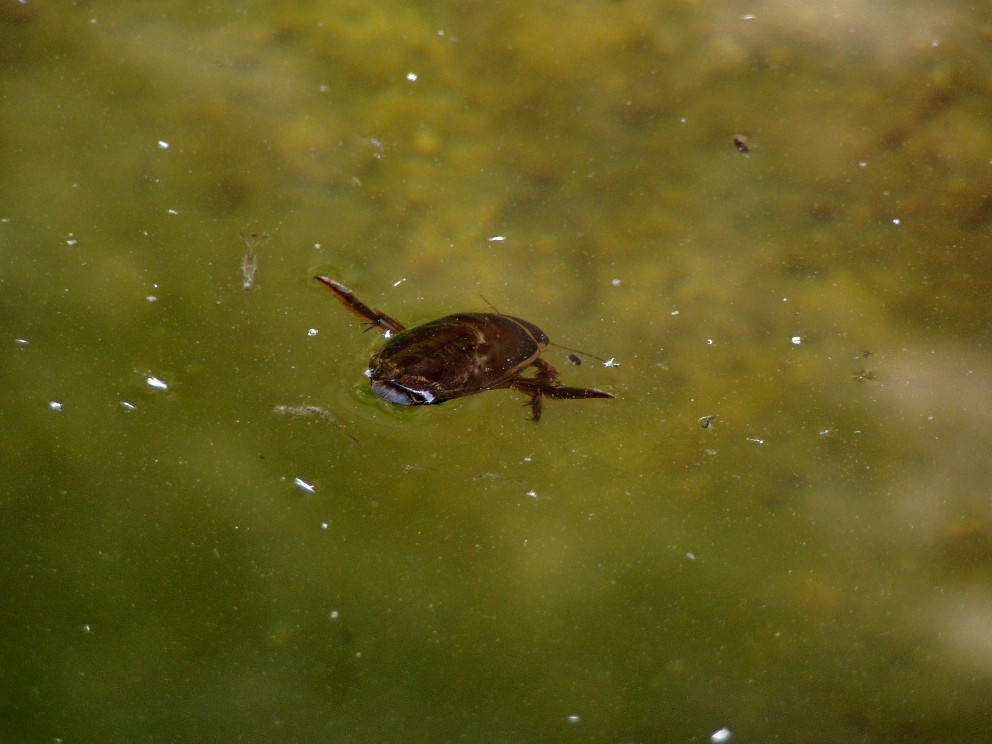 Acilius sulcatus al Centro di Entomologia